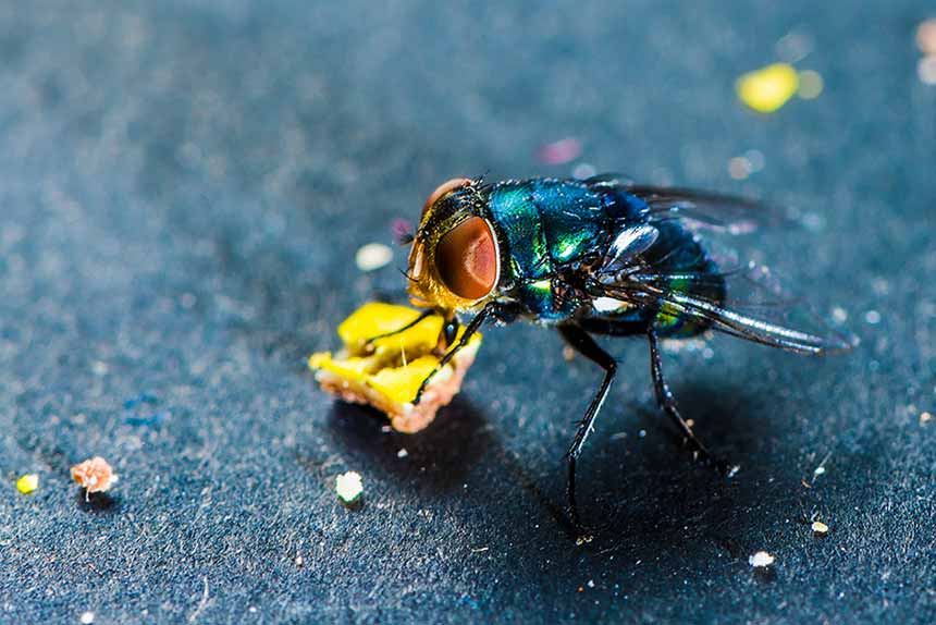 Griechische Landschildkröte
