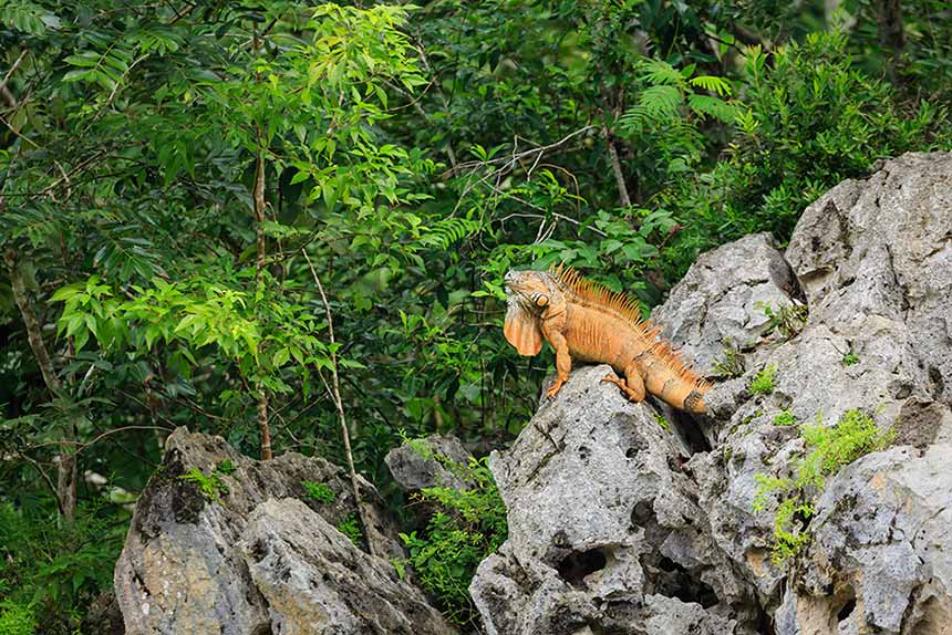 Griechische Landschildkröte