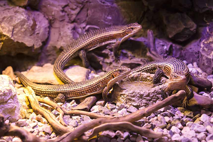 Baby-Krokodil im Rotlicht