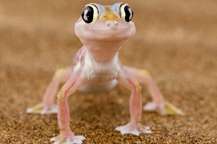 Griechische Landschildkröte
