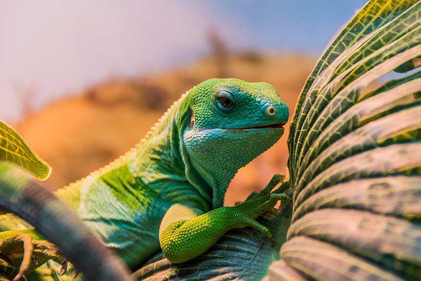 Fiji banded iguana