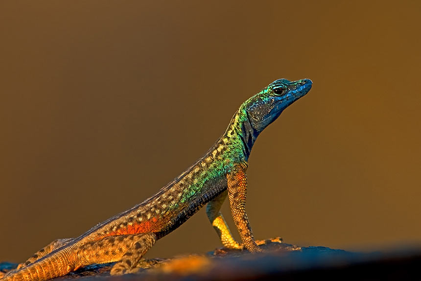 Schöne Eidechse im Rotlicht